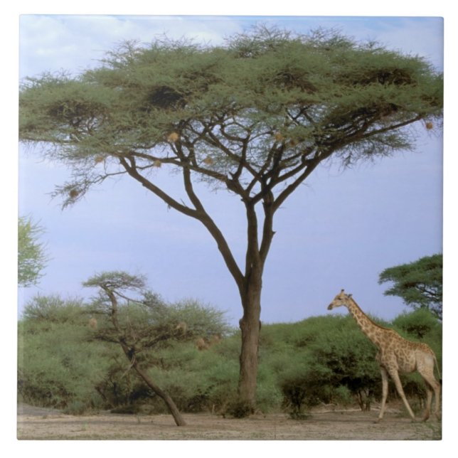 Afrika, Botswana, Okavango Delta. Södra Kakelplatta (Framsidan)