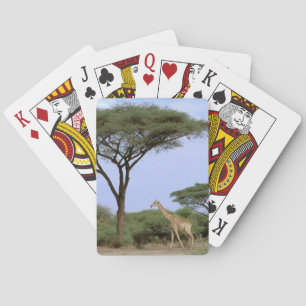 Afrika, Botswana, Okavango Delta. Södra Kortlek