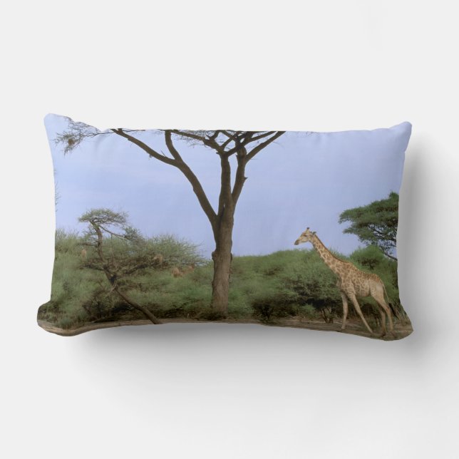 Afrika, Botswana, Okavango Delta. Södra Lumbarkudde (Framsida)