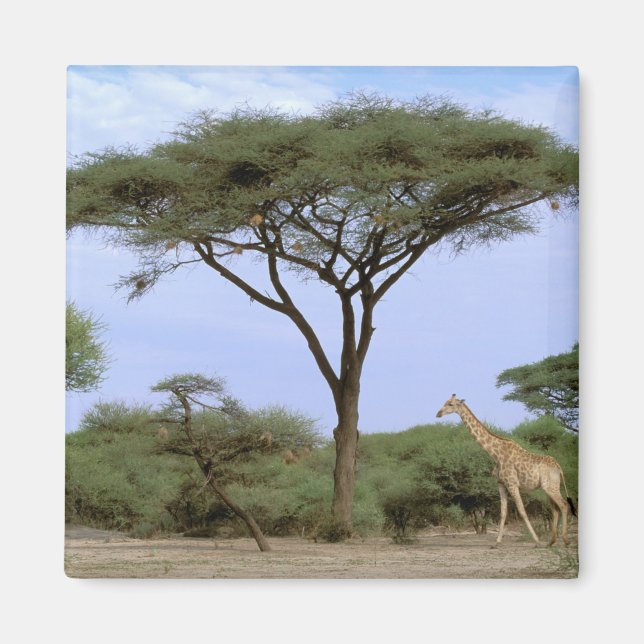 Afrika, Botswana, Okavango Delta. Södra Magnet (Framsidan)