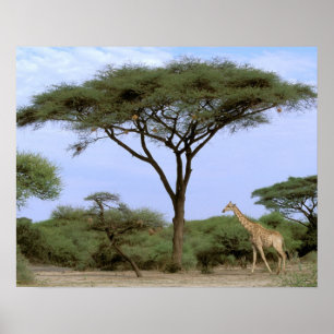 Afrika, Botswana, Okavango Delta. Södra Poster