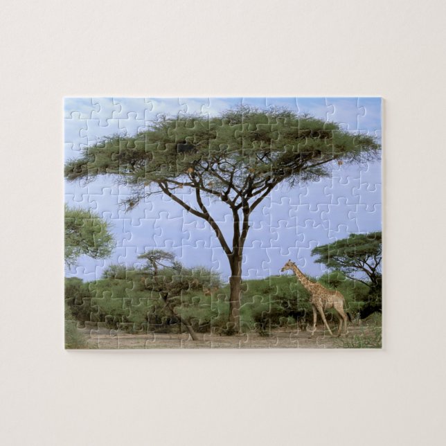 Afrika, Botswana, Okavango Delta. Södra Pussel (Horisontell)