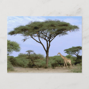 Afrika, Botswana, Okavango Delta. Södra Vykort