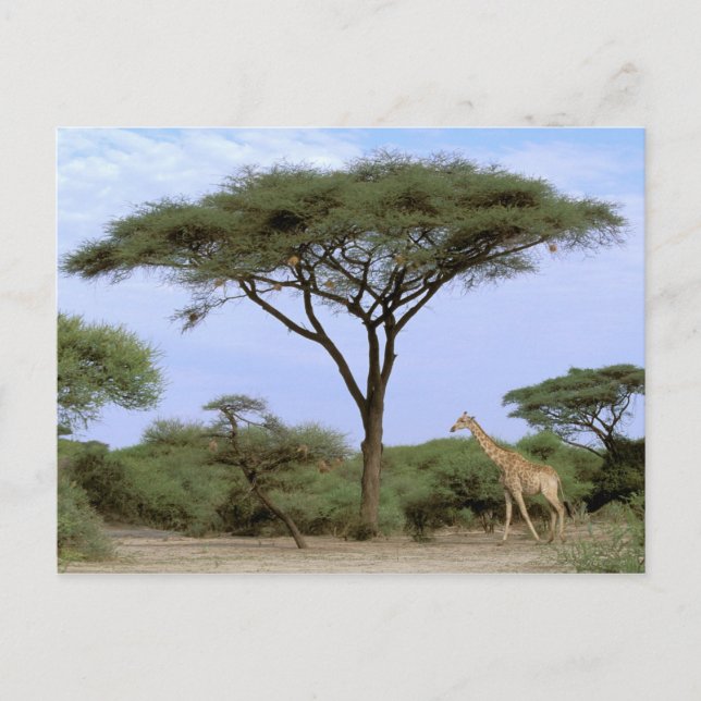 Afrika, Botswana, Okavango Delta. Södra Vykort (Framsida)