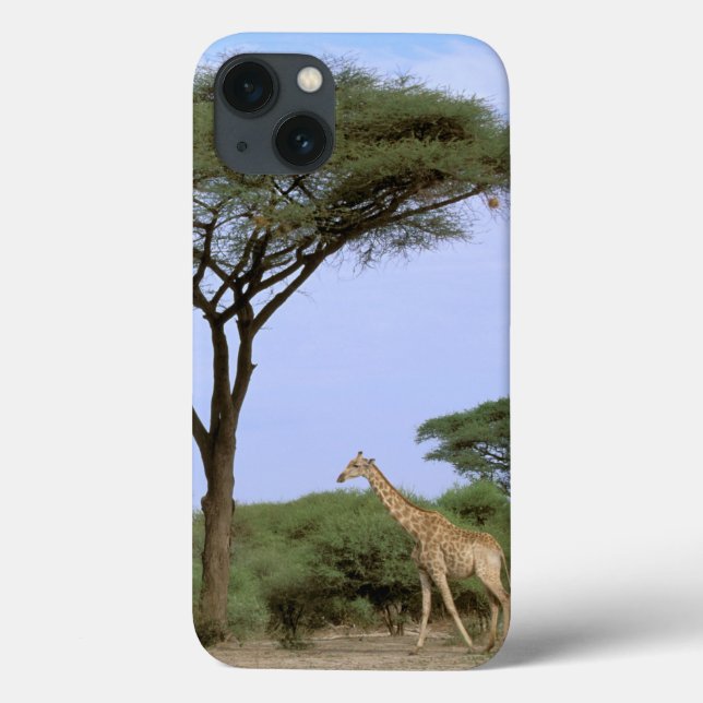 Afrika Botswana, Okavango delta. Sydligt (Baksida)