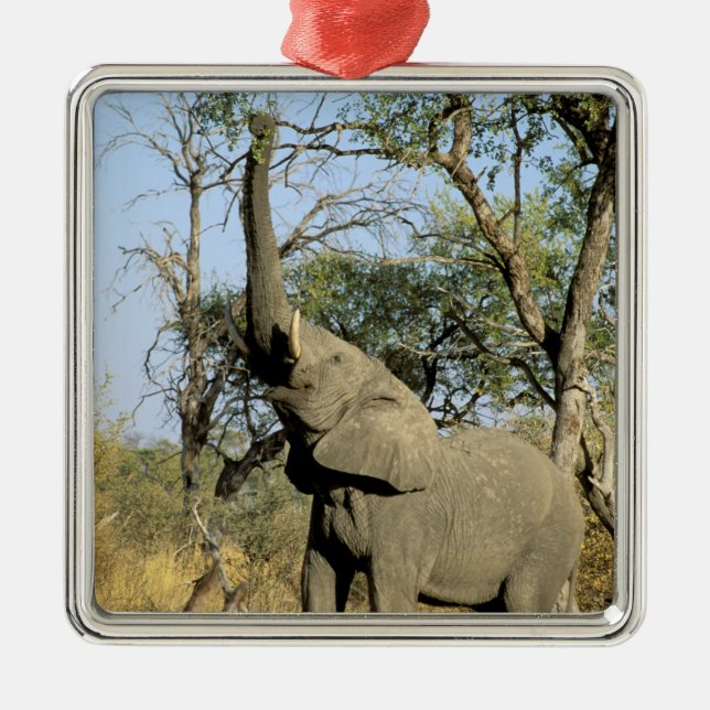 Afrika, Botswana, Okavango-deltat. Afrikansk 2 Julgransprydnad Metall (Framsidan)