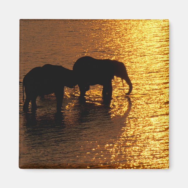 Afrika, Botswana, Okavango-deltat. Afrikansk Magnet (Framsidan)