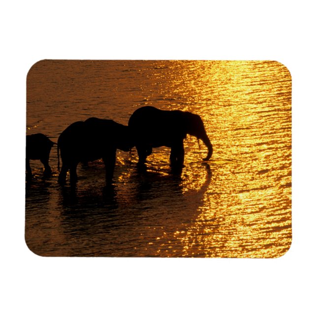 Afrika, Botswana, Okavango-deltat. Afrikansk Magnet (Horisontell)