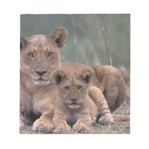 Afrika, Botswana, Okavango-deltat. Lejon Anteckningsblock