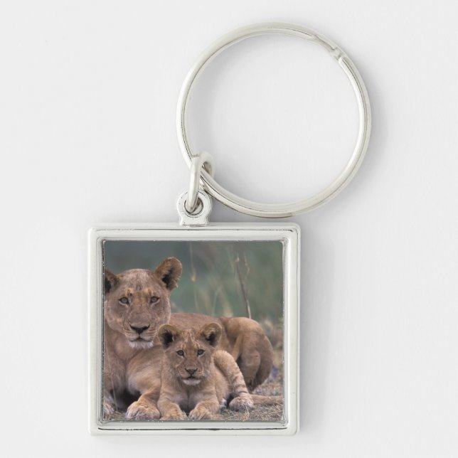 Afrika, Botswana, Okavango-deltat. Lejon Fyrkantig Silverfärgad Nyckelring (Framsidan)