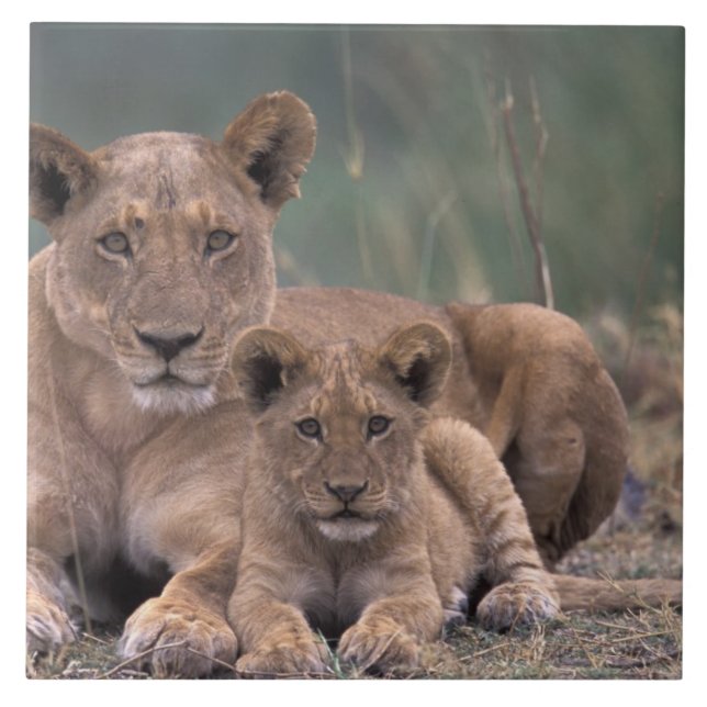 Afrika, Botswana, Okavango-deltat. Lejon Kakelplatta (Framsidan)