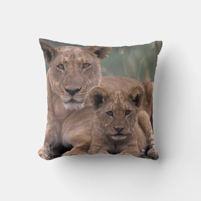 Afrika, Botswana, Okavango-deltat. Lejon Kudde (Framsida)