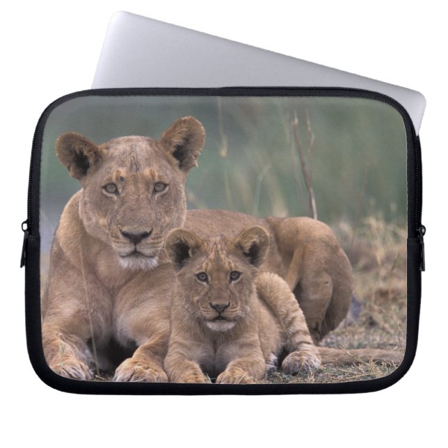Afrika, Botswana, Okavango-deltat. Lejon Laptop Fodral (Framsidan)