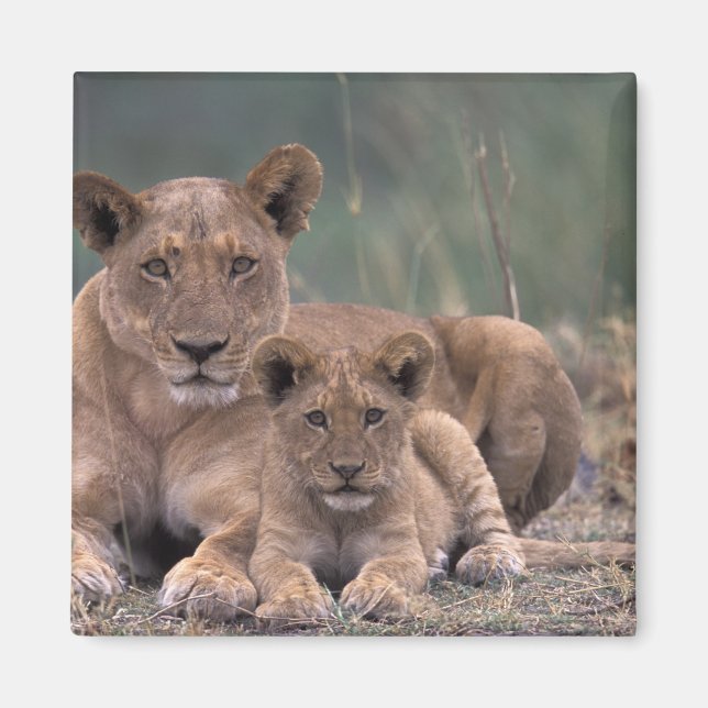 Afrika, Botswana, Okavango-deltat. Lejon Magnet (Framsidan)