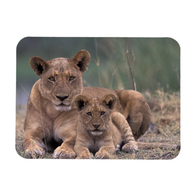 Afrika, Botswana, Okavango-deltat. Lejon Magnet (Horisontell)