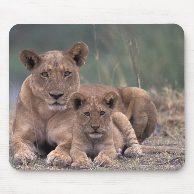 Afrika, Botswana, Okavango-deltat. Lejon Musmatta (Framsidan)