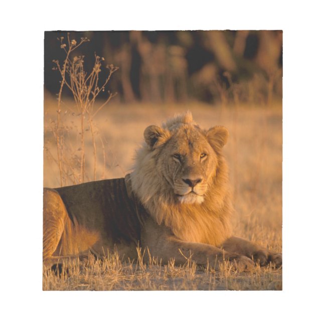 Afrika, Botswana, Okavango-deltat. Lejon (Panthera Anteckningsblock (Framsida)