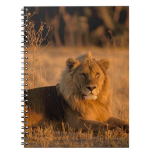Afrika, Botswana, Okavango-deltat. Lejon (Panthera Anteckningsbok