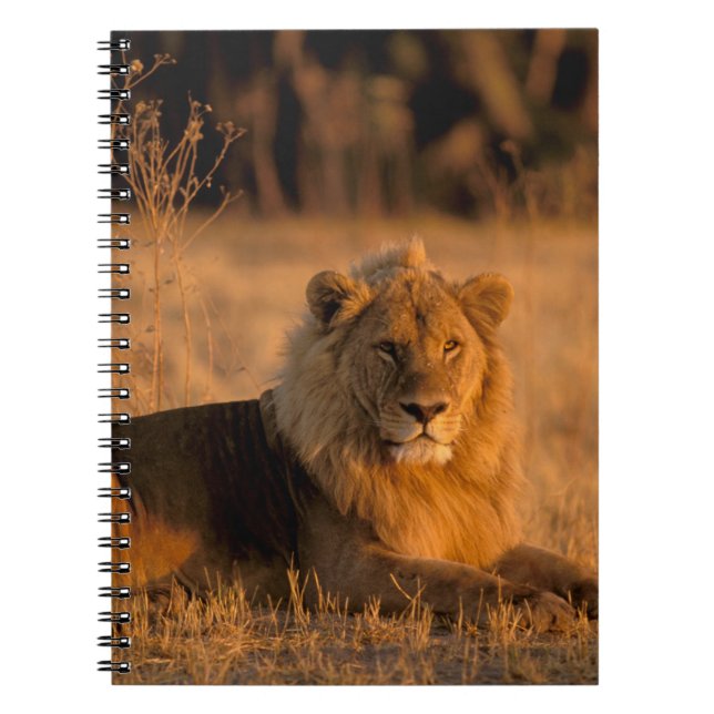 Afrika, Botswana, Okavango-deltat. Lejon (Panthera Anteckningsbok (Framsidan)