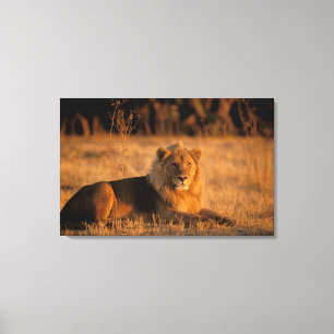 Afrika, Botswana, Okavango-deltat. Lejon (Panthera Canvastryck