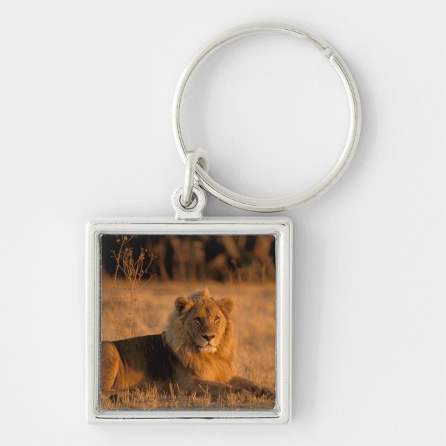 Afrika, Botswana, Okavango-deltat. Lejon (Panthera Fyrkantig Silverfärgad Nyckelring (Framsidan)