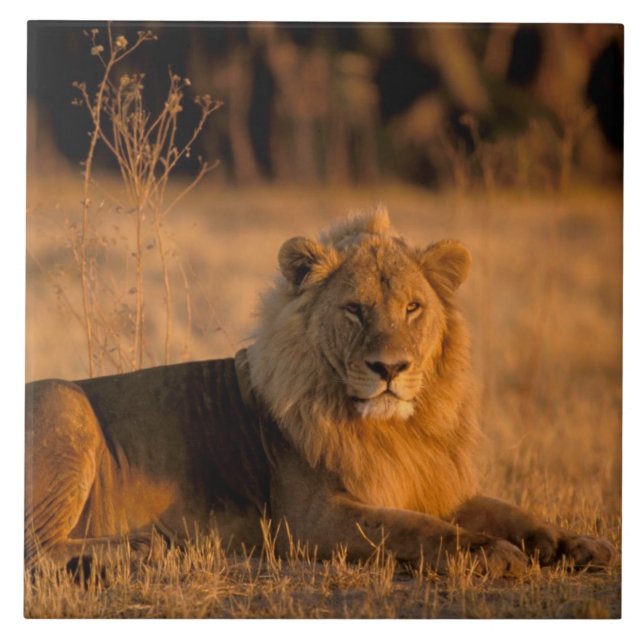 Afrika, Botswana, Okavango-deltat. Lejon (Panthera Kakelplatta (Framsidan)