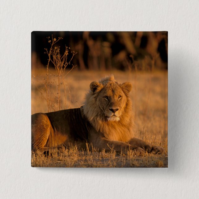 Afrika, Botswana, Okavango-deltat. Lejon (Panthera Knapp (Framsida)