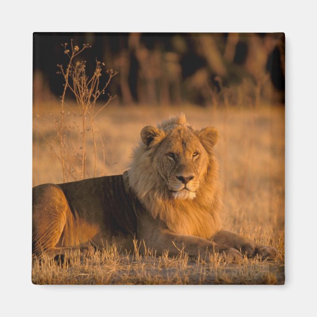 Afrika, Botswana, Okavango-deltat. Lejon (Panthera Magnet (Framsidan)