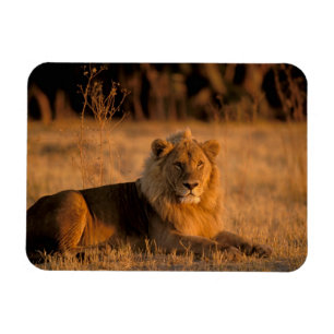 Afrika, Botswana, Okavango-deltat. Lejon (Panthera Magnet
