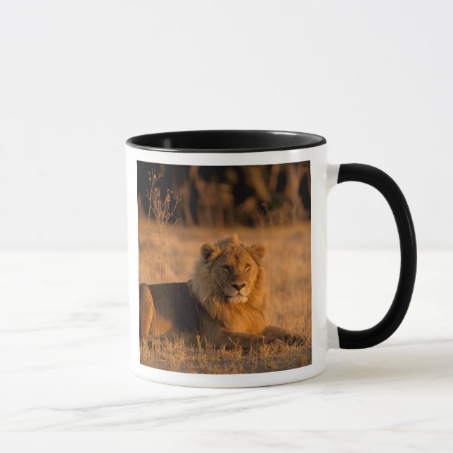 Afrika, Botswana, Okavango-deltat. Lejon (Panthera Mugg (Höger)