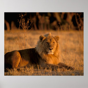 Afrika, Botswana, Okavango-deltat. Lejon (Panthera Poster