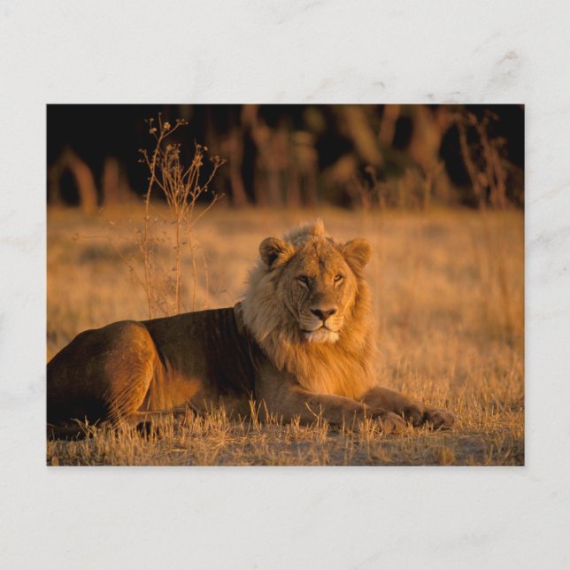 Afrika, Botswana, Okavango-deltat. Lejon (Panthera Vykort (Framsida)