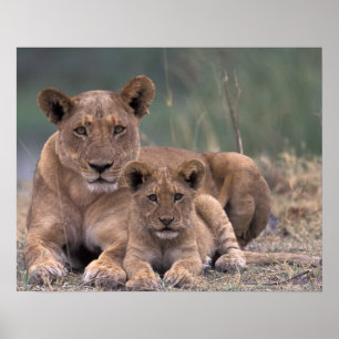 Afrika, Botswana, Okavango-deltat. Lejon Poster