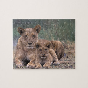 Afrika, Botswana, Okavango-deltat. Lejon Pussel