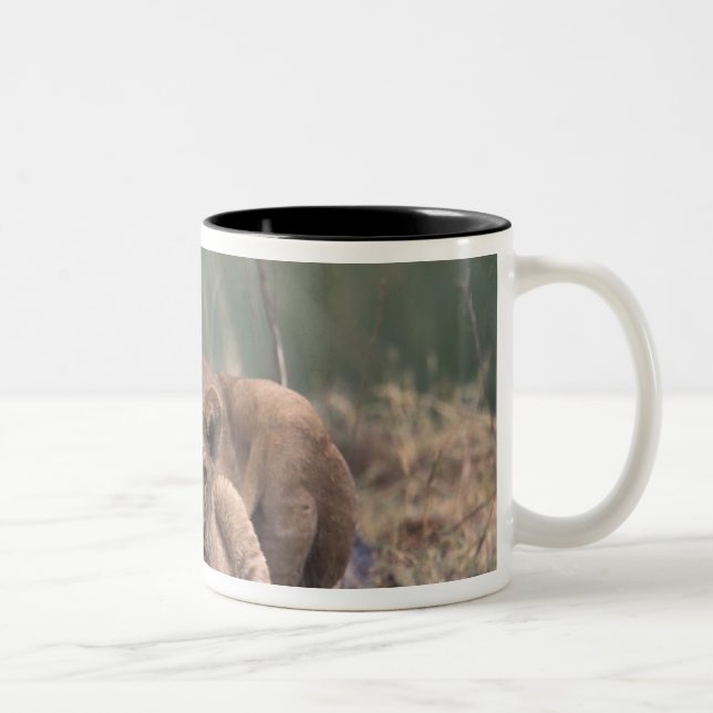 Afrika, Botswana, Okavango-deltat. Lejon Två-Tonad Mugg (Höger)