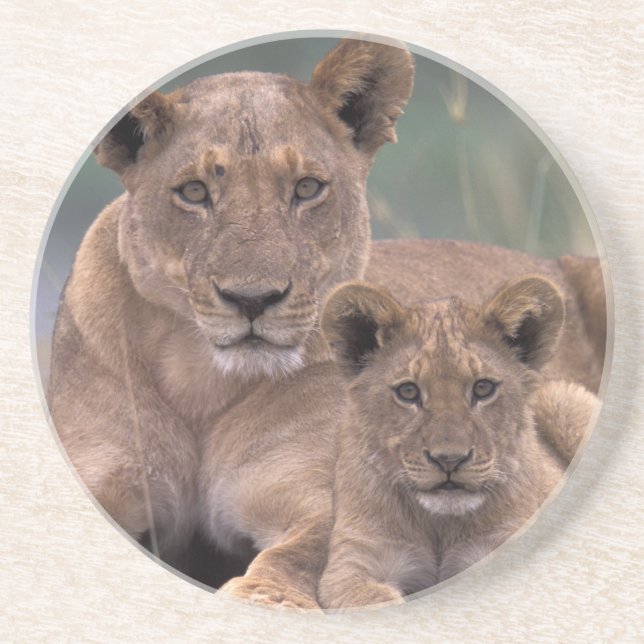 Afrika, Botswana, Okavango-deltat. Lejon Underlägg Sandsten (Framsidan)