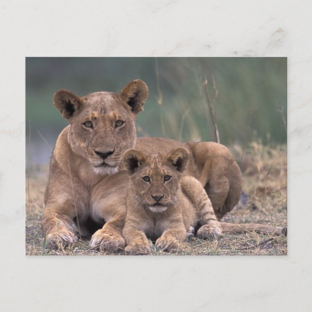 Afrika, Botswana, Okavango-deltat. Lejon Vykort (Framsida)
