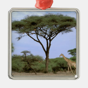 Afrika, Botswana, Okavango-deltat. Södra Julgransprydnad Metall