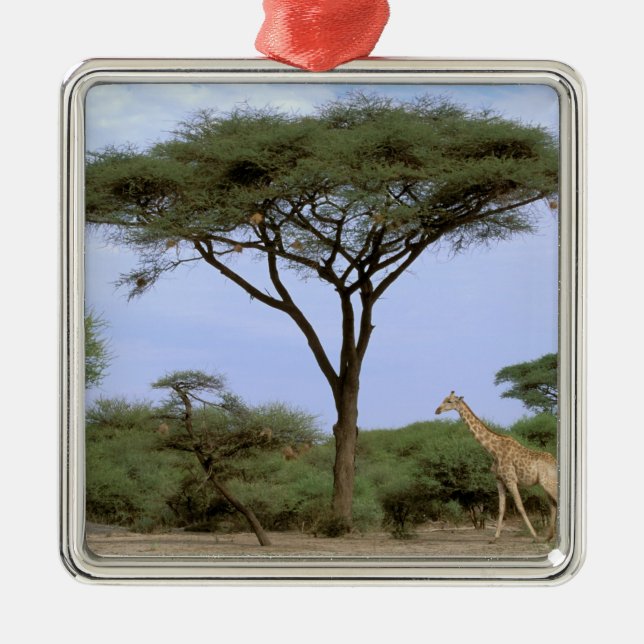 Afrika, Botswana, Okavango-deltat. Södra Julgransprydnad Metall (Framsidan)