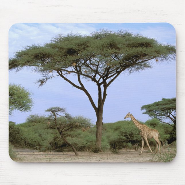 Afrika, Botswana, Okavango-deltat. Södra Musmatta (Framsidan)