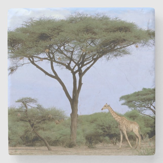 Afrika, Botswana, Okavango-deltat. Södra Stenunderlägg (Framsidan)