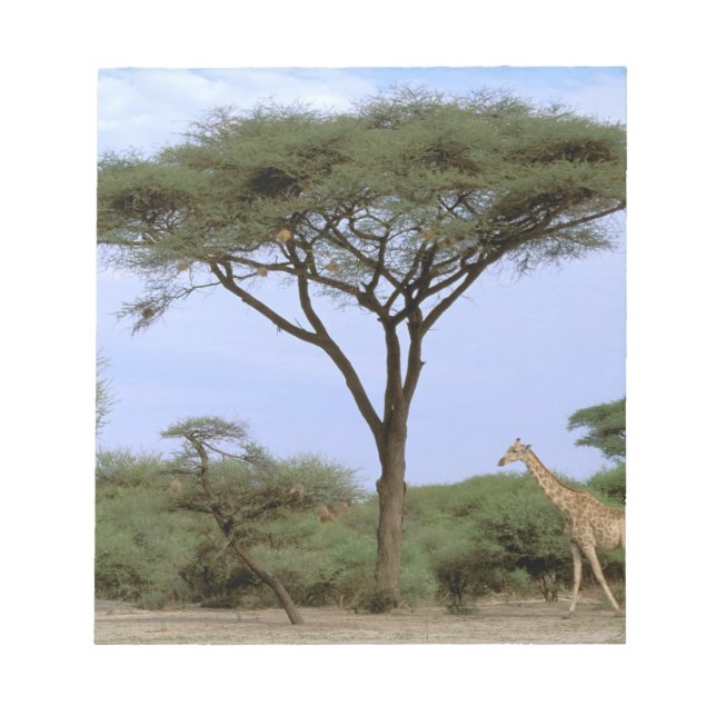 Afrika, Botswana, Okavangodeltat. Södra Anteckningsblock (Framsida)