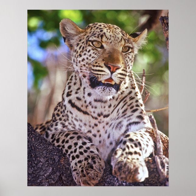 Afrika, Botswana, Okvango Delta, vild leopard. 2 Poster (Framsidan)