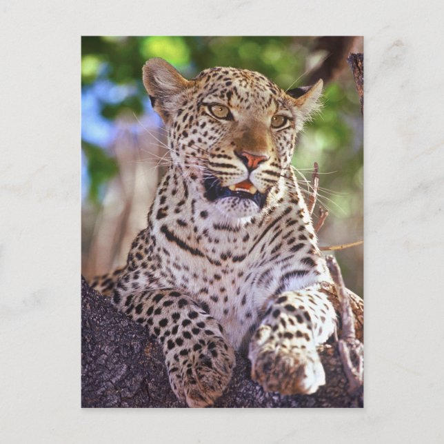 Afrika, Botswana, Okvango-deltat, vild leopard. 2 Vykort (Framsida)