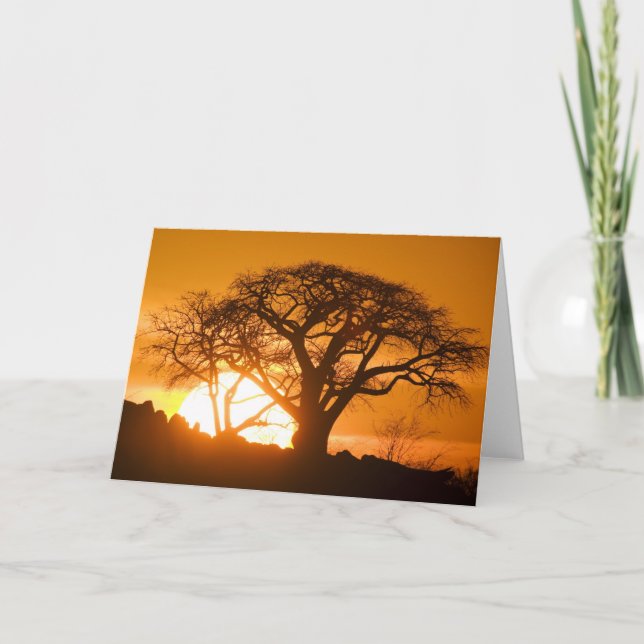 Afrika, Botswana, Setting sol silhouettes Baobab Kort (Framsida)