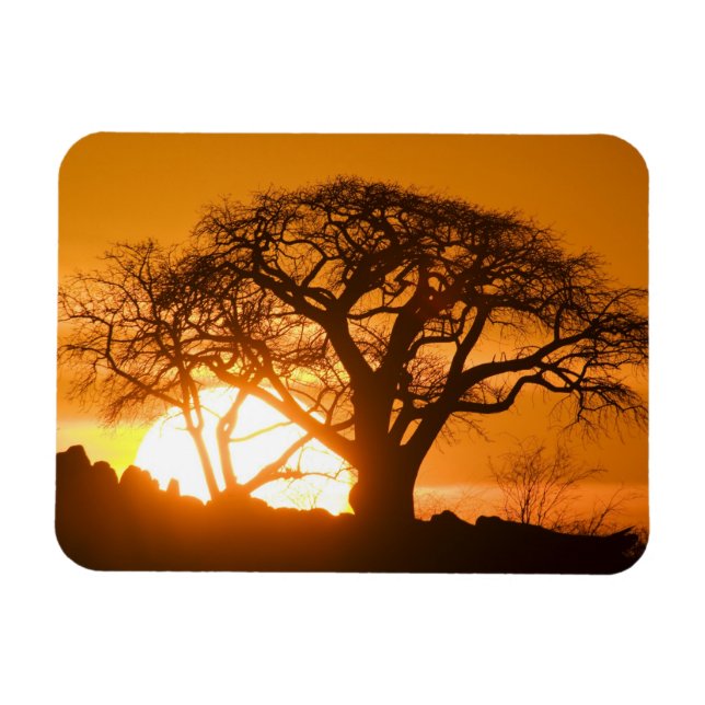 Afrika, Botswana, Setting sol silhouettes Baobab Magnet (Horisontell)