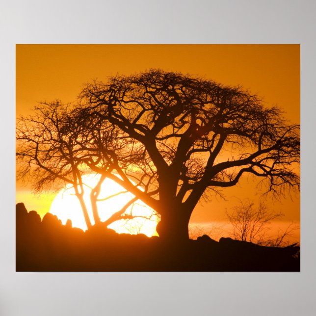 Afrika, Botswana, Setting sol silhouettes Baobab Poster (Framsidan)
