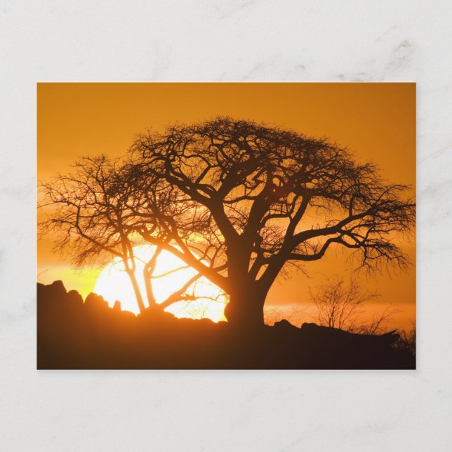Afrika, Botswana, Setting sol silhouettes Baobab Vykort (Framsida)