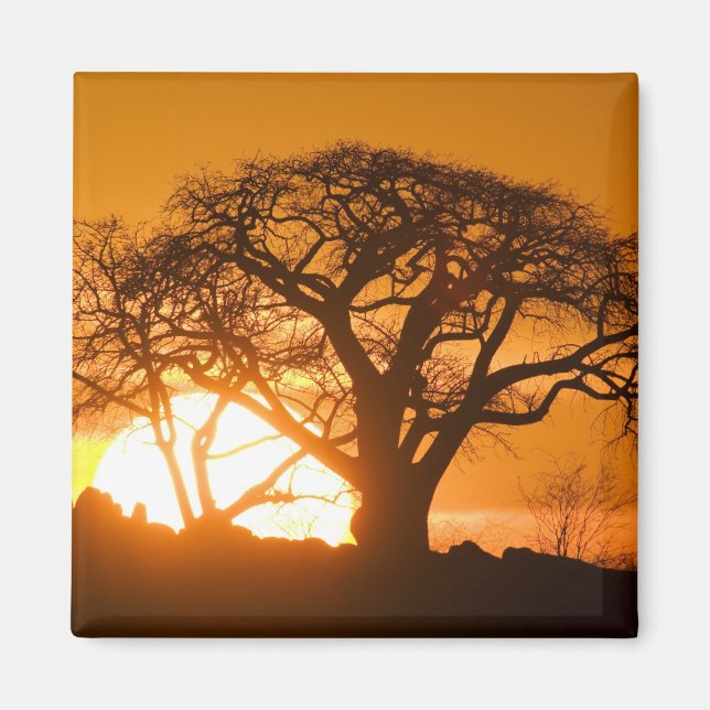 Afrika, Botswana, Solnedgång silhuetterar Baobab Magnet (Framsidan)