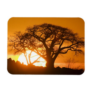 Afrika, Botswana, Solnedgång silhuetterar Baobab Magnet